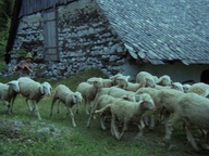Still frame Pastirci (1973)