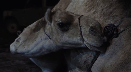 Kader iz filma Oda kameli (2018)