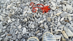 Kader iz filma Nihče ni nikoli gledal slonov kot ti (2025)