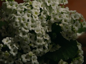 Still frame Cvetenje (2025)