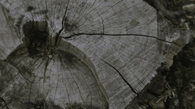 Kader iz filma Domov k spominu (2016)