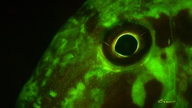 Kader iz filma Kožna fluorescenca bele človeške ribice (2024)