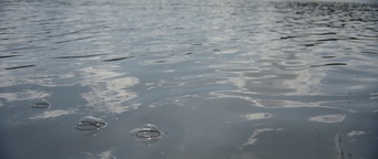 Still frame Male ribe (2015)