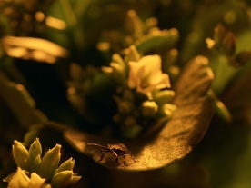 Still frame Cvetenje (2025)