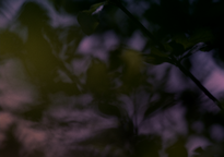 Kader iz filma Sinekdoha dreves (2025)