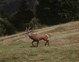 Still frame Turnir pri Šumiku (1965)