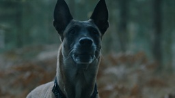 Still frame Žival, ki ostane (2025)