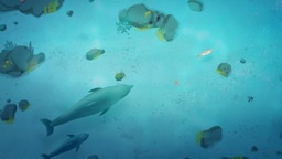 Kader iz filma Tako zraste ...: Delfin (2025)