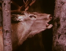 Still frame Turnir pri Šumiku (1965)