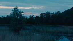 Still frame Kot ti (2026)