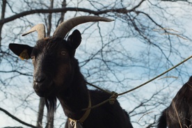 Still frame Drežniška koza in njeni ljudje (2025)