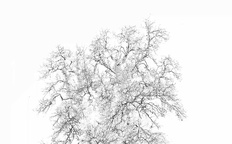 Kader iz filma Drevo (2025)