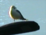 Still frame slatkor ~ All I got is regratz (2025)