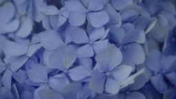 Kader iz filma Nino Vreča ~ Blage veze (2025)