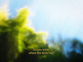 Still frame Do You Know, Where the Birds Live? (2025)