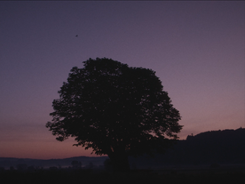 Still frame Sinekdoha dreves (2025)