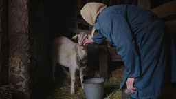 Terezija Košir in Trezi (2019).