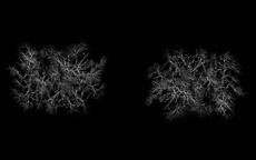 Kader iz filma Drevo (2025)