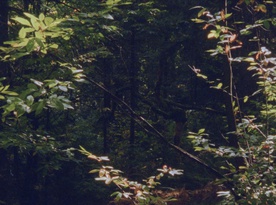 Kader iz filma Obzornik 670 – Rdeči gozdovi (2022)