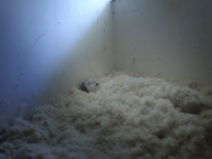 Gaja Filač v filmu Prtljage (2025).