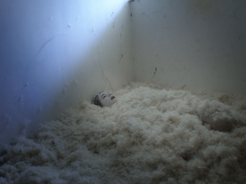 Gaja Filač v filmu Prtljage (2025).