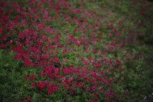 Kader iz filma Nihče ni nikoli gledal slonov kot ti (2025)