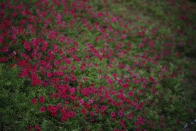 Still frame Nihče ni nikoli gledal slonov kot ti (2025)