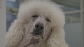 Kraljeva družina (2025)