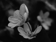 Kader iz filma Liza Končar ~ Samo midve (2024)