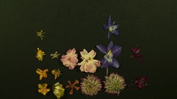 Kader iz filma Nihče ni nikoli gledal slonov kot ti (2025)