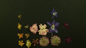 Still frame Nihče ni nikoli gledal slonov kot ti (2025)