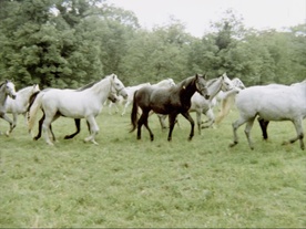 Kras – pravljični svet (1974)