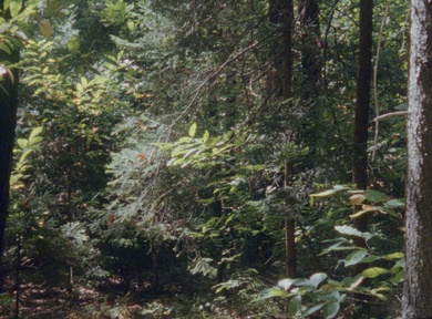 Still frame Obzornik 670 – Rdeči gozdovi (2022)