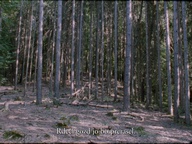 Kader iz filma Obzornik 670 – Rdeči gozdovi (2022)