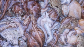 Still frame Medmorje (2025)