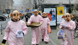 Svinje na protestu (2015)