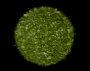 Kader iz filma Sinekdoha dreves (2025)