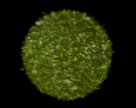 Still frame Sinekdoha dreves (2025)