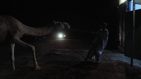 Kader iz filma Oda kameli (2018)